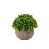 CASA Plantas Artificiales | Buxus Planta Varios Colores